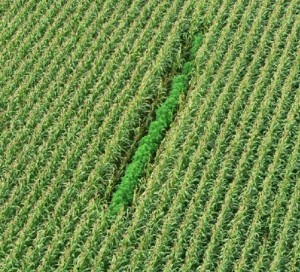Marijuana grows concealed by rows of corn. (SOURCE: Google Images)